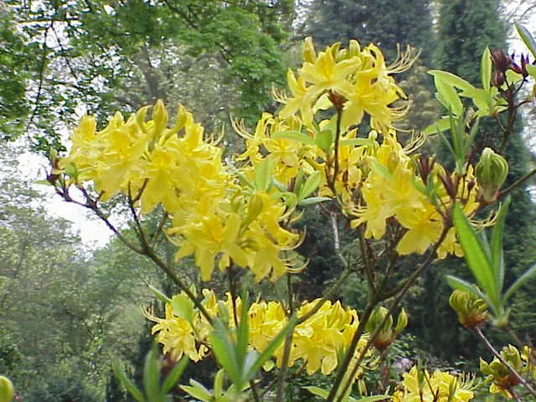 Rododendron