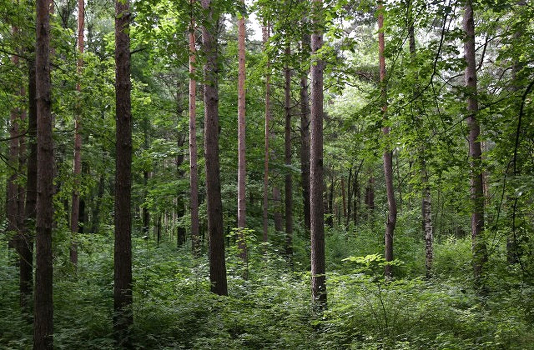 леса в латвии