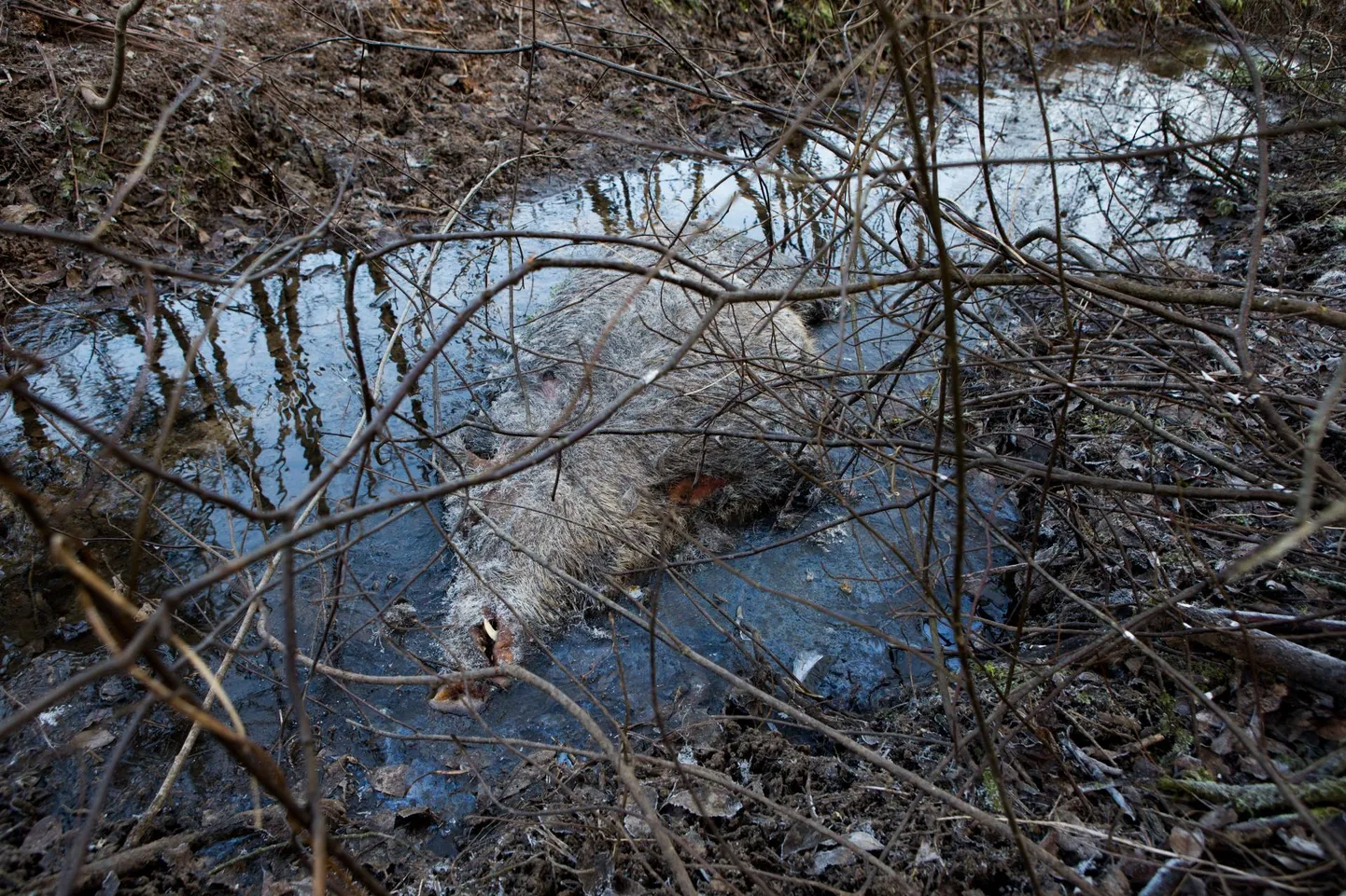 Aafrika katk on väga nakkav ning ägedalt kulgev kodu- ja metssigade viirushaigus. Eestis diagnoositi esimene haigusjuhtum 8. septembril 2014. Foto on tehtud Roosilla külas katkupuhangu algusajal.