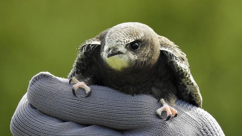 Rakveres tutvustatakse aasta linnu elupaiku