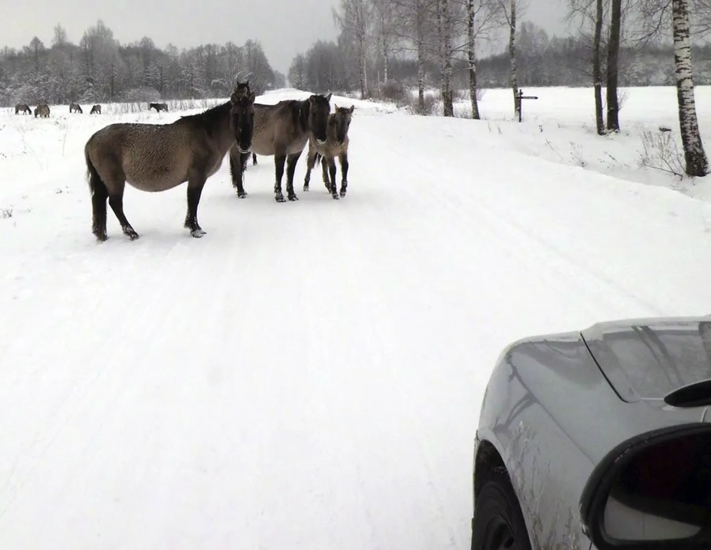 Vahepeal Kõpu—Tõramaa—Jõesuu maanteed uudistamas käinud konikud on väikest kasvu hobused, kelle kodumaa on Poola.