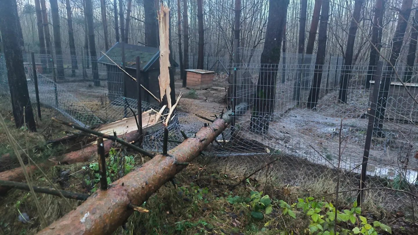 Сильный ветер повредил территорию общества защиты животных Ķepu-ķepā