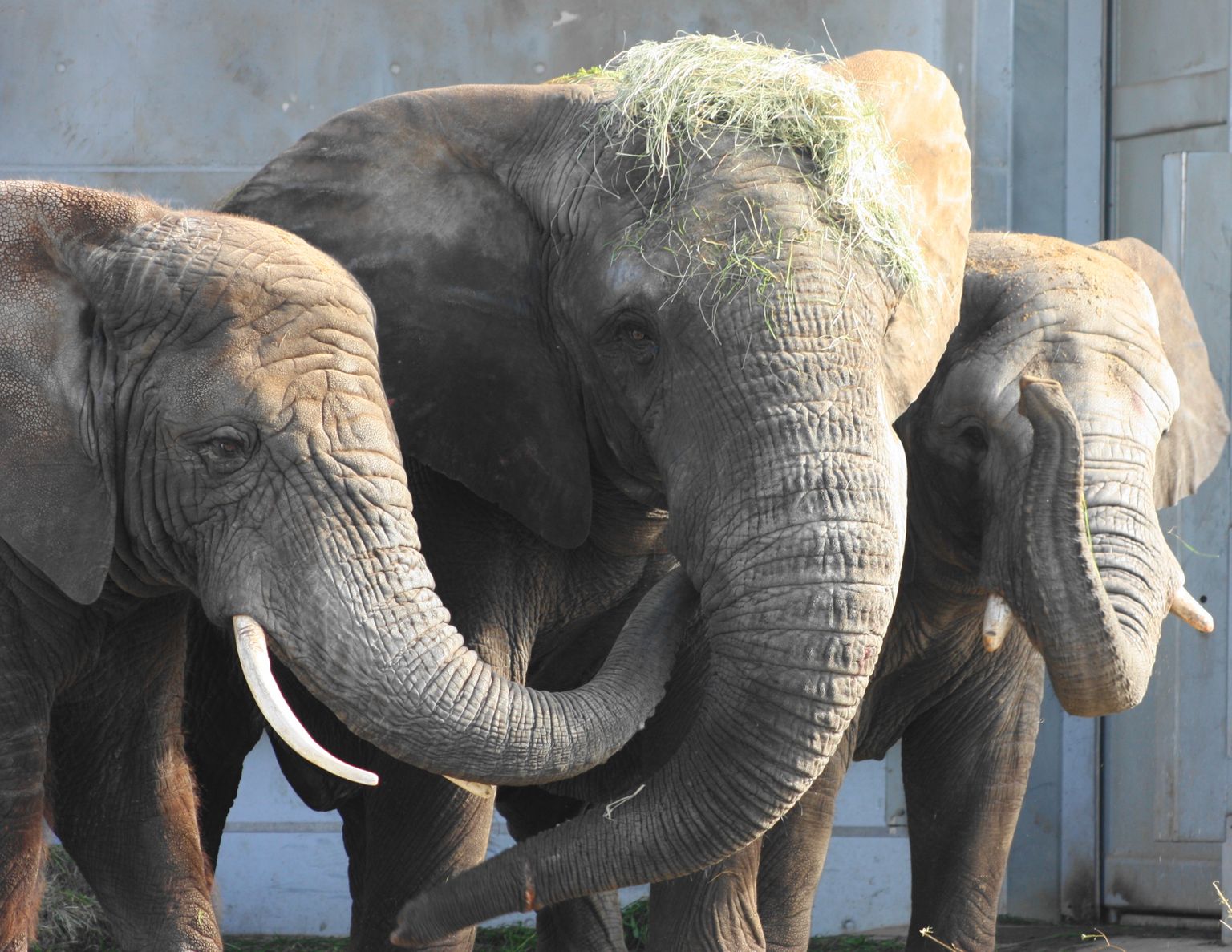 Слоны в Таллиннском зоопарке. Иллюстративное фото.