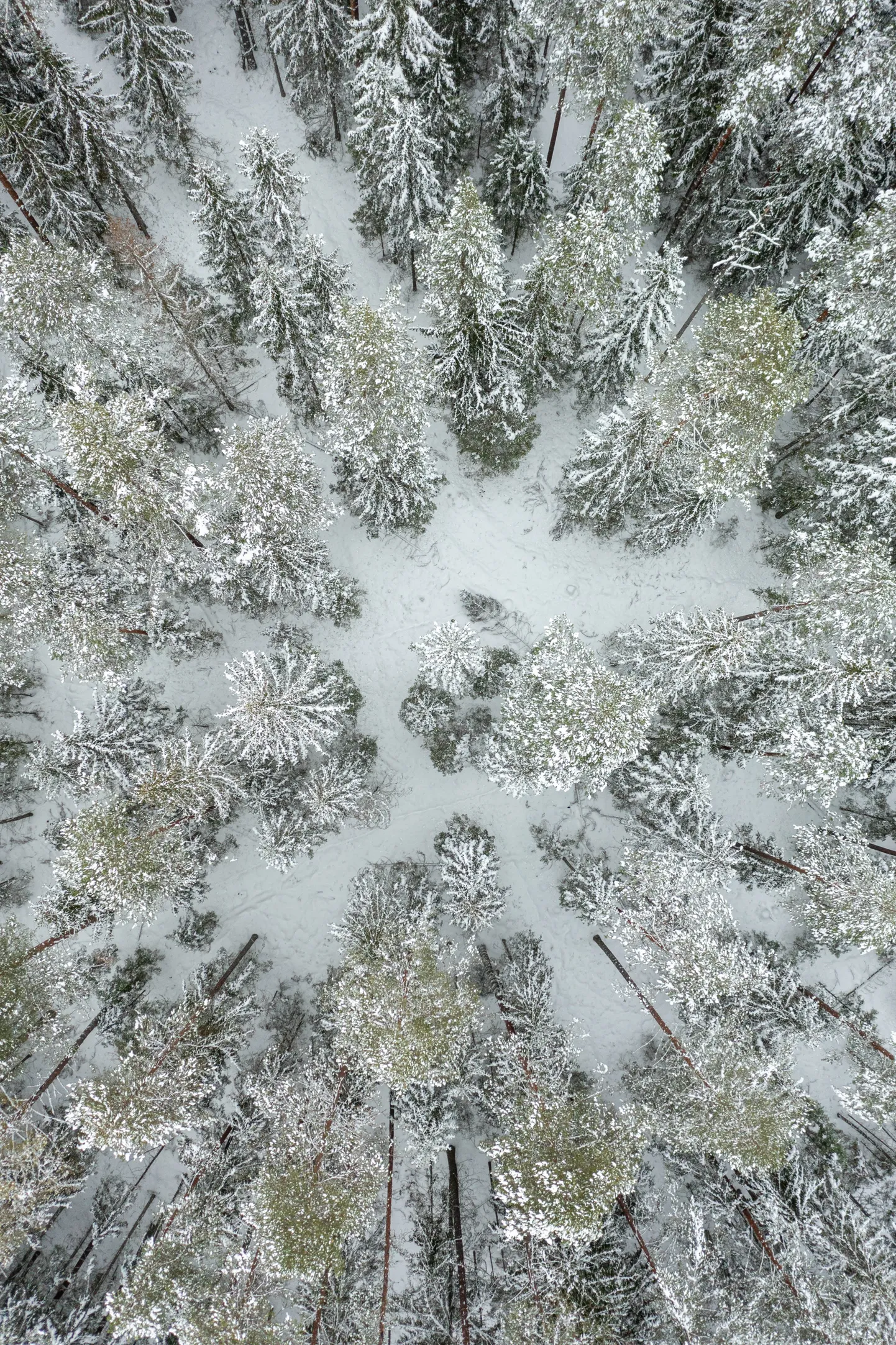 Mets Võrumaal.Pilt on illustreeriv.