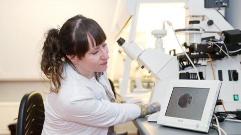 Laboritrikk ja 11 kuud pinget – miski pole kloonvarsa loomisel lihtne