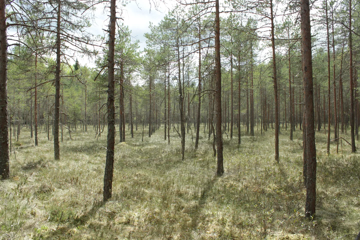 Mustaputsi soo on võrdlemisi väike soo Karula rahvuspargis Võrumaa piiri lähedal, kus viibides midagi eriskummalist silma ei jää. Konteksti sobivalt võib sealt leida ka näiteks tüüpilise sootaime tupp-villpea.