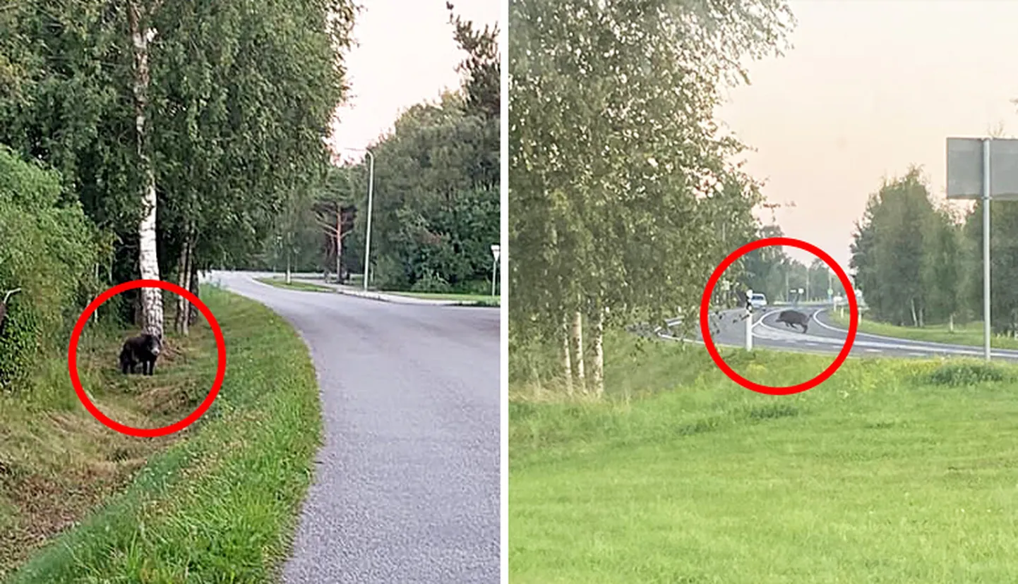 Metssiga 26. augustil Kuressaares Ida-Niidus ning Auriga keskuse lähistel.
