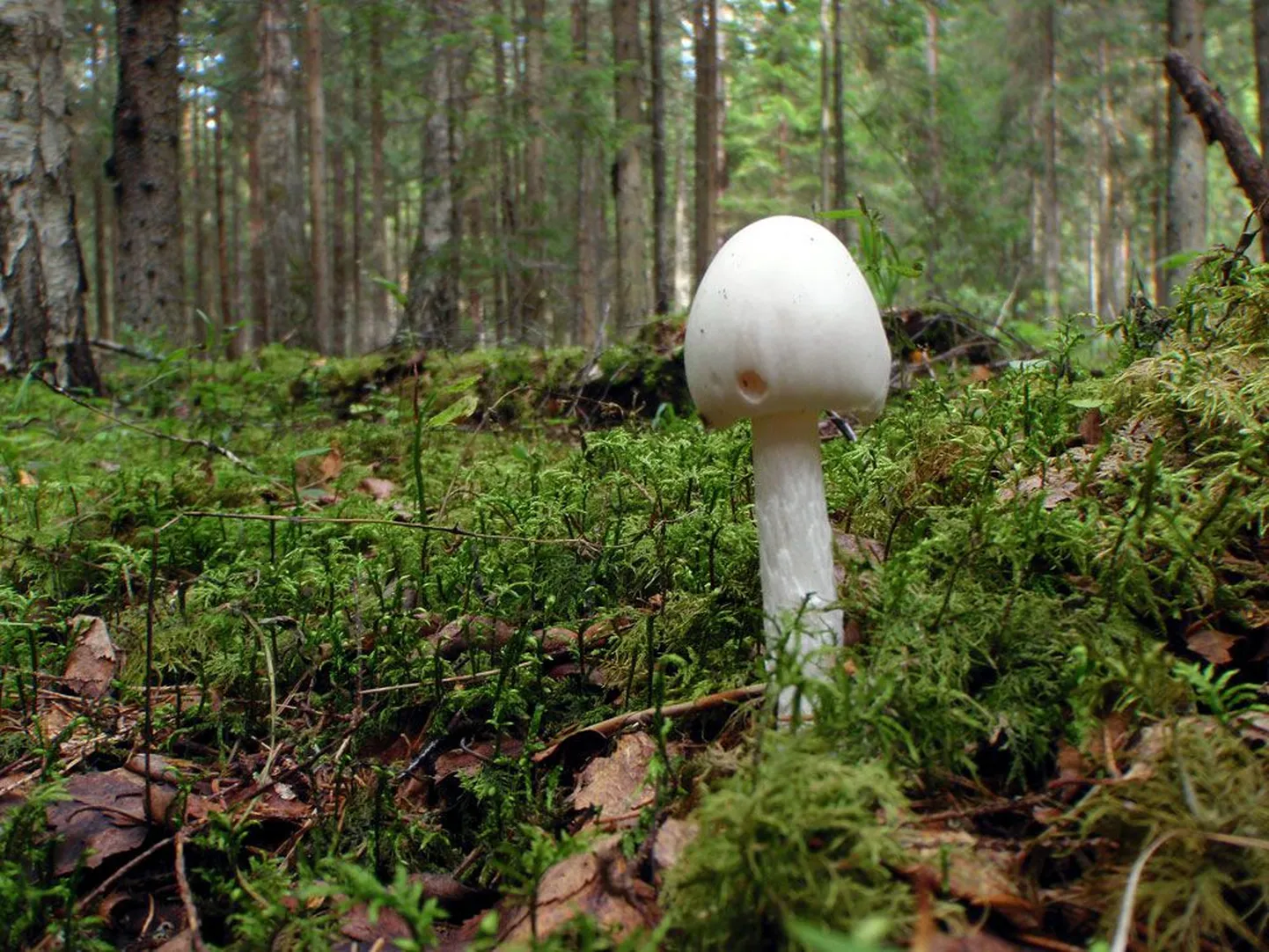 Valgeid kärbseseeni söönud inimesed olid arstide sõnul segi ajanud kärbseseene ja šampinjoni.