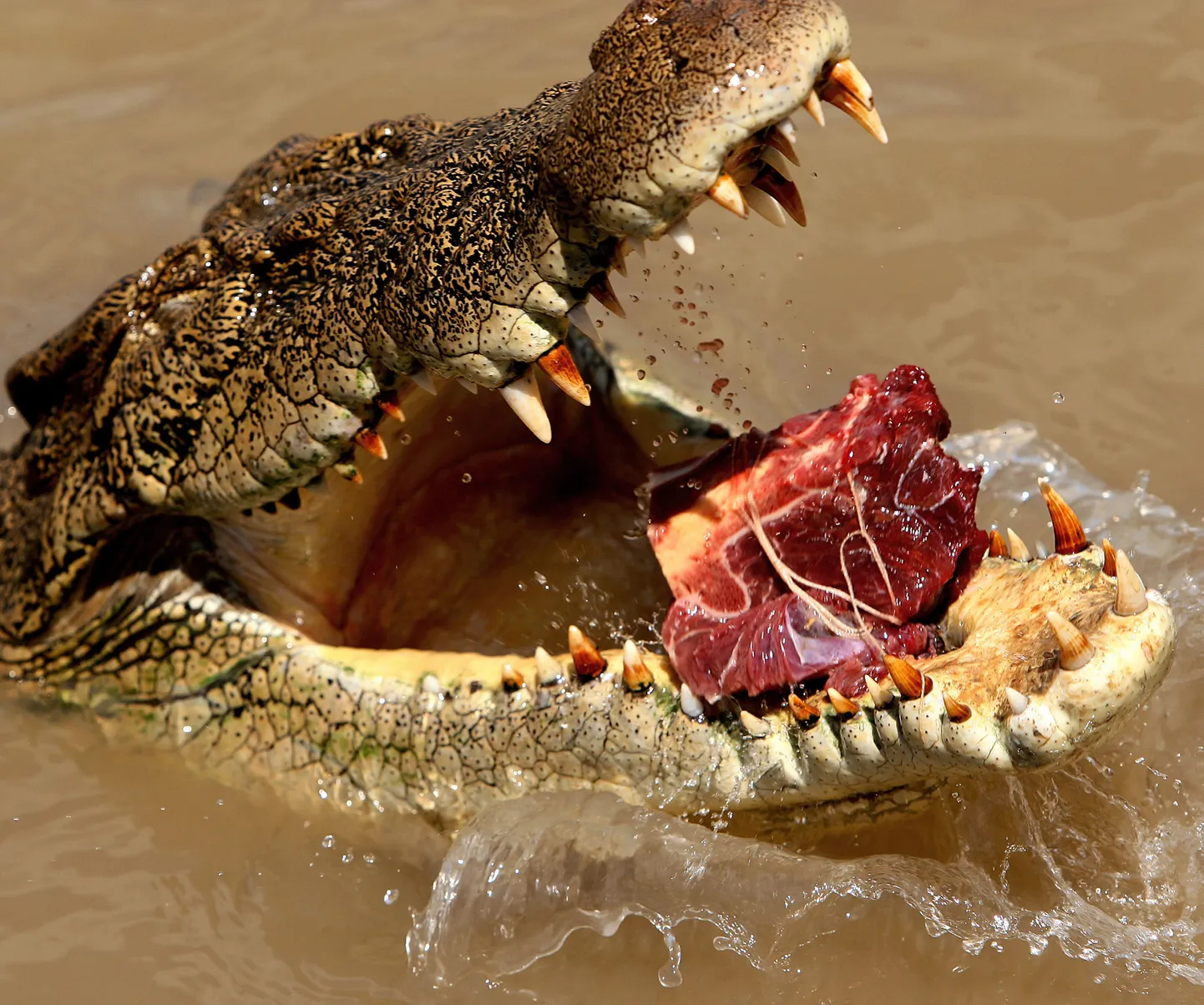 Soolase vee krokodill