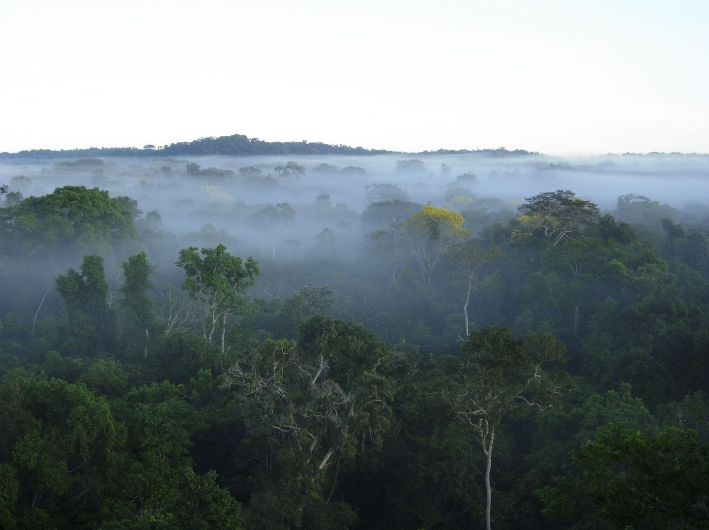 Värskest uuringust selgub, et Lõuna-Ameerika põlismaalaste mõju Amazonase vihmametsa liigilisele koosseisule on märgatav ka tänapäeval. Pilt on illustreeriv.