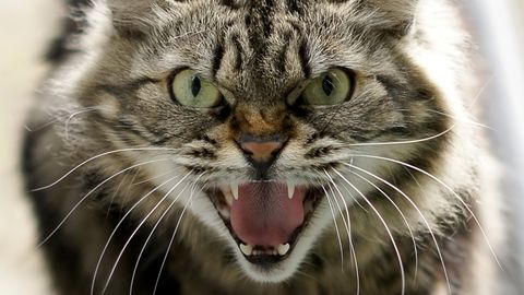 ШОК ⟩ Голодные кошки съели труп своего хозяина