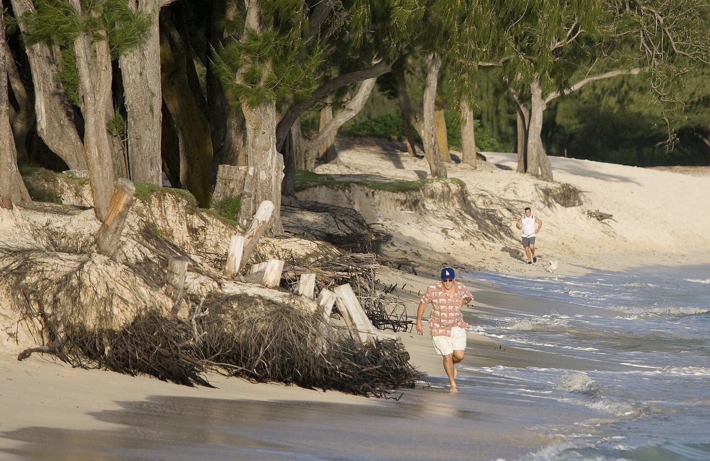Kailua elanik jookseb rannal, kus erosioon on paljastanud puude juured.
