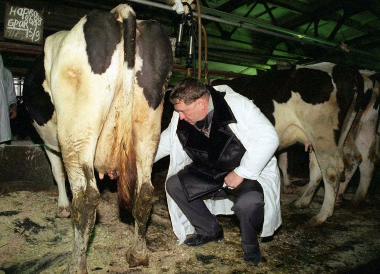 Владимир Жириновский "ощупывает" вымя коровы во время предвыборной агитации в колхозе под Москвой. 18 ноября 1995 года