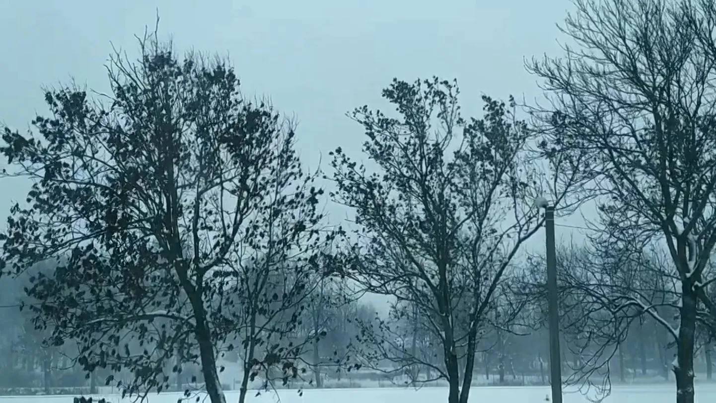 Скриншот из видео читательницы Postimees.