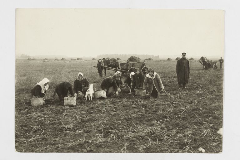 Kartulivõtjad Vahi külas Tartumaal 1912