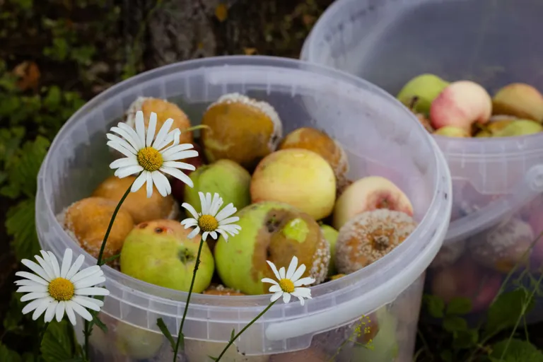 Puuviljamädanikuga õunu komposti hulka panna ei maksa.
