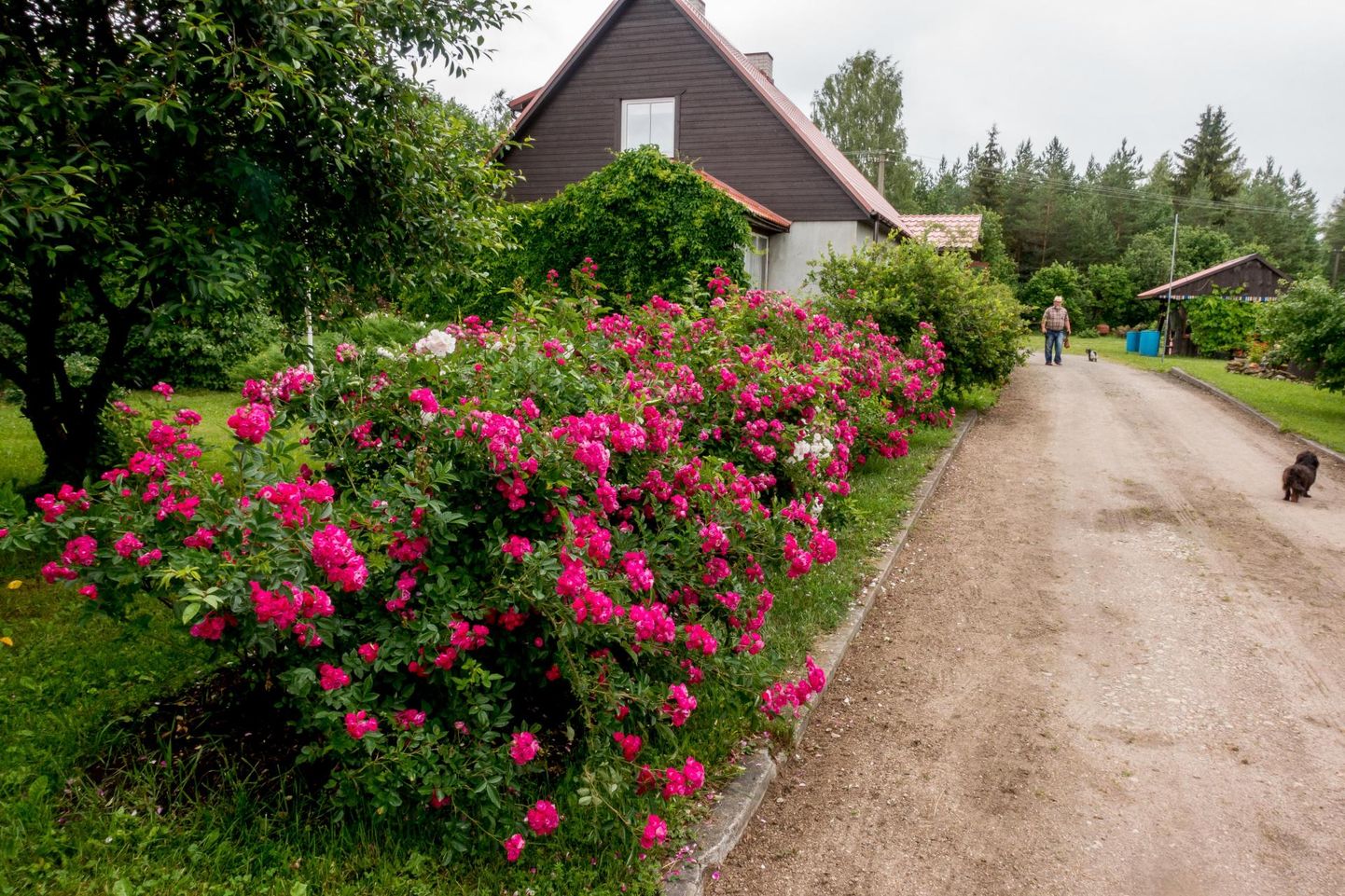 Avatud talude päeval saab Panga talus imetleda Eesti aretajate roosisortide kollektsiooni.