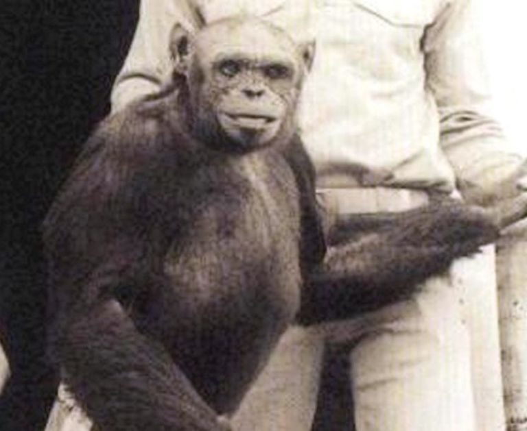 Inimese-šimpansi hübriidiks peetud Oliver