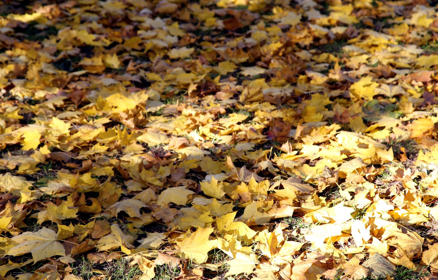 Желтые кленовые листья