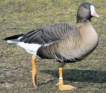 Väike-laukhani (Anser erythropus) on arktilises tundras ja metsatundras pesitsev ja ülemaailmselt ohustatud ning kaitstud haneliik.