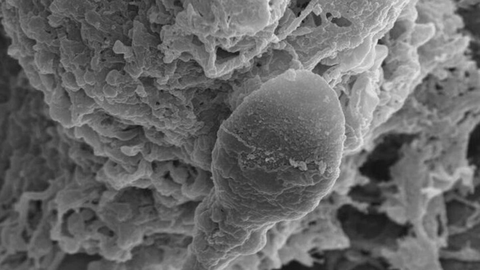 Vabamüürlased lasid uurida, kuidas käituvad spermatosoidid kosmoses – tulemused teevad nukraks