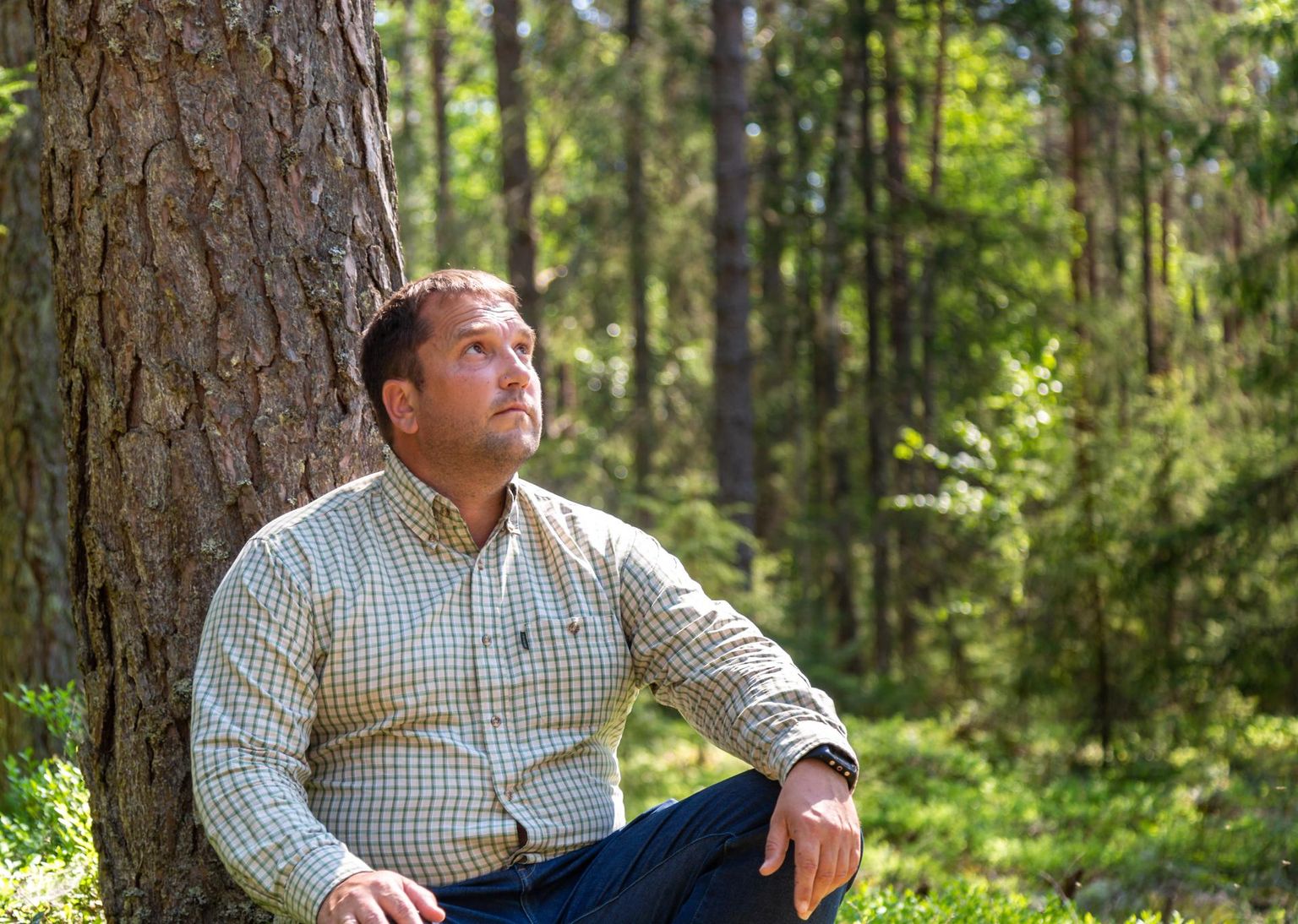 Puud sirguvad mühinal. Metsaettevõtja Andres Olesk oma valdustes Lõuna-Eestis.