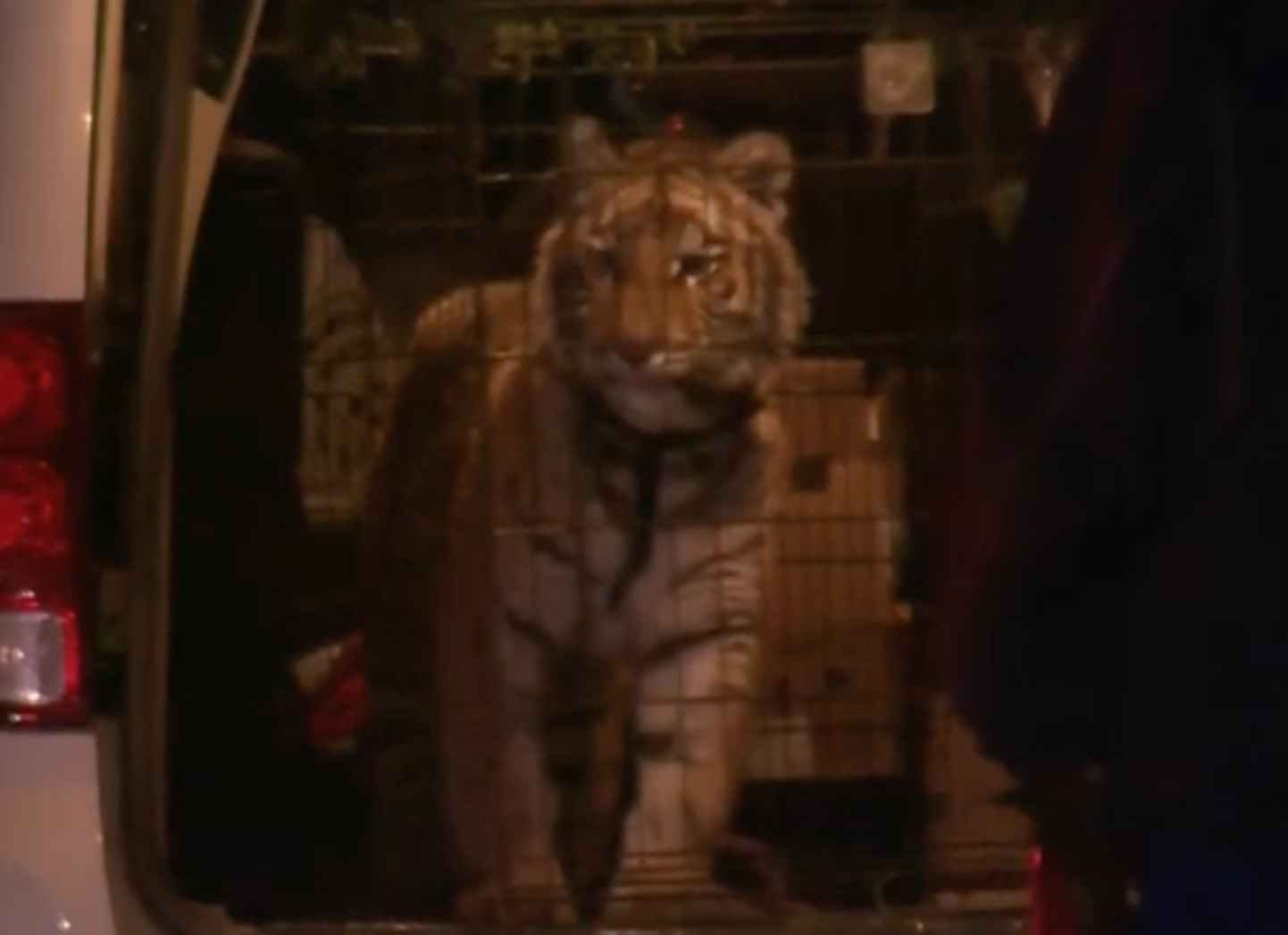 Texase osariigis leiti ühe majapidamise juurest puuris tiiger.