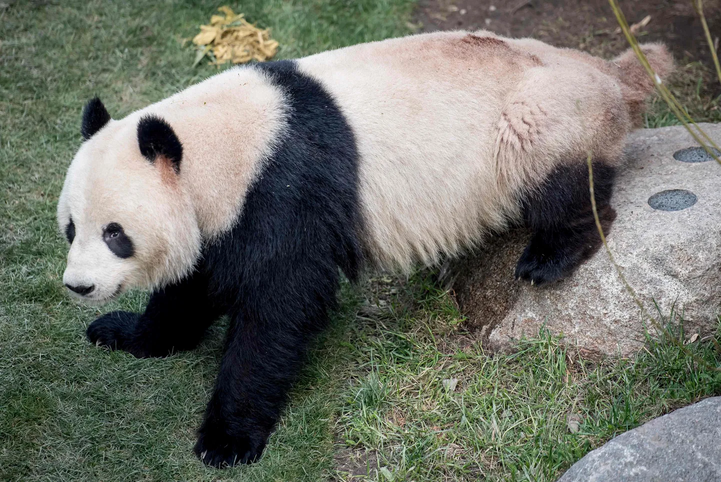 Kopenhaageni loomaaia isaspanda Xing Er.