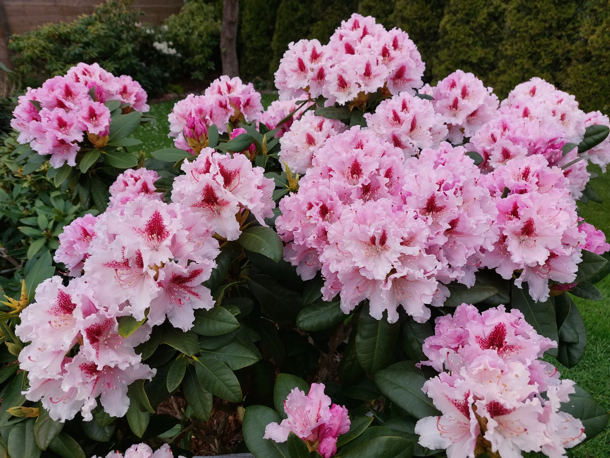 Rododendron nimega Progress.