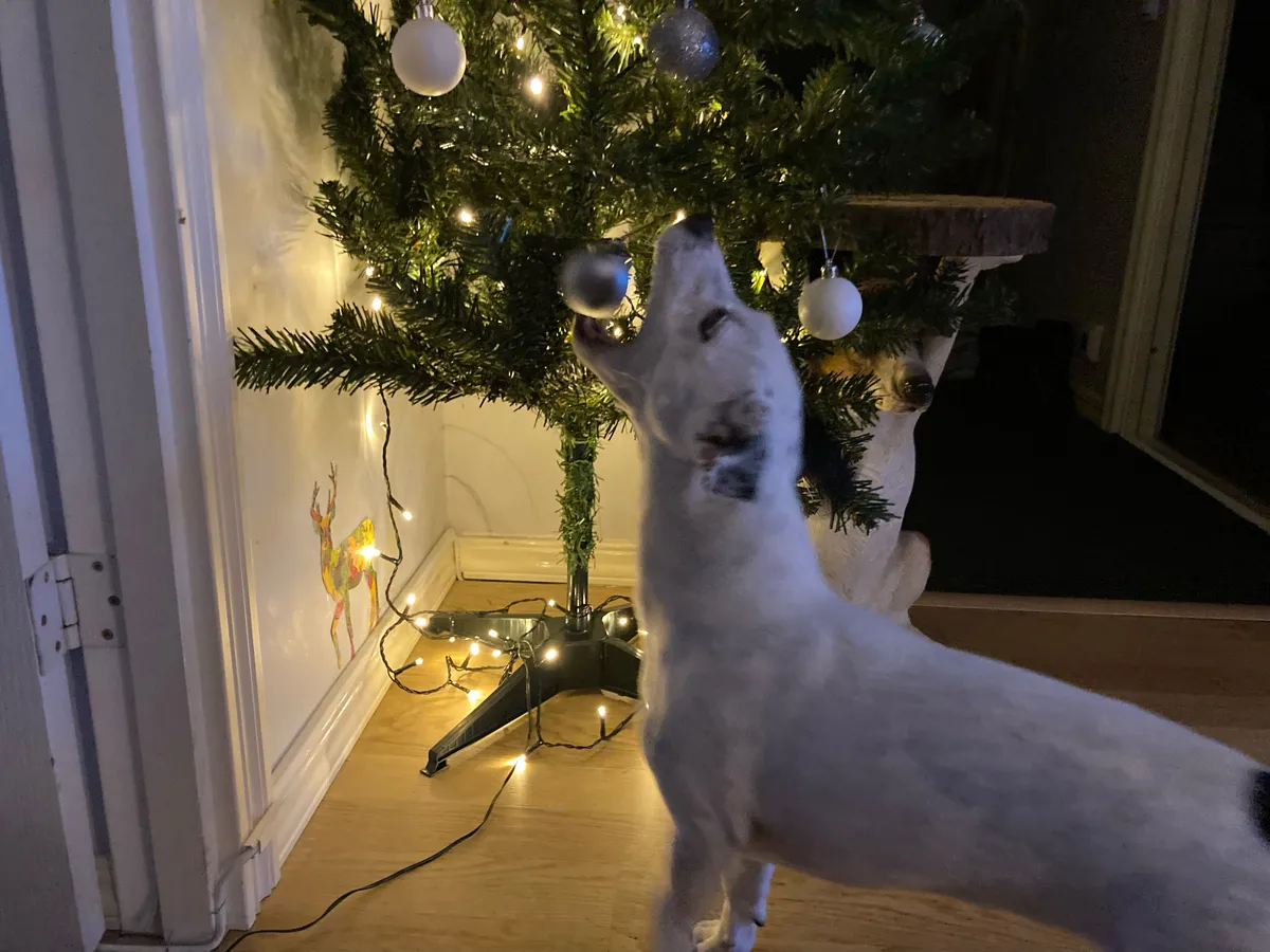 Säde ootab jõule.