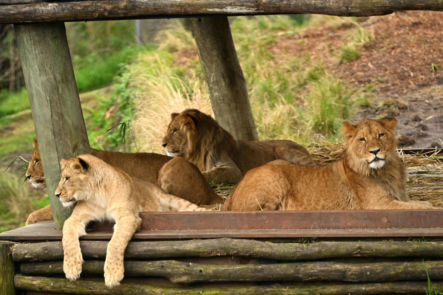 Tarongas zoodārza lauvas šī gada augustā.