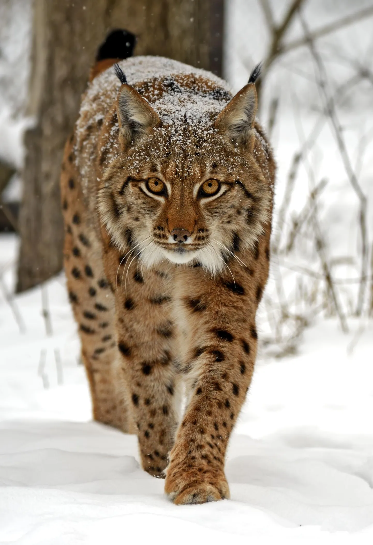 Ilves talvises metsas.