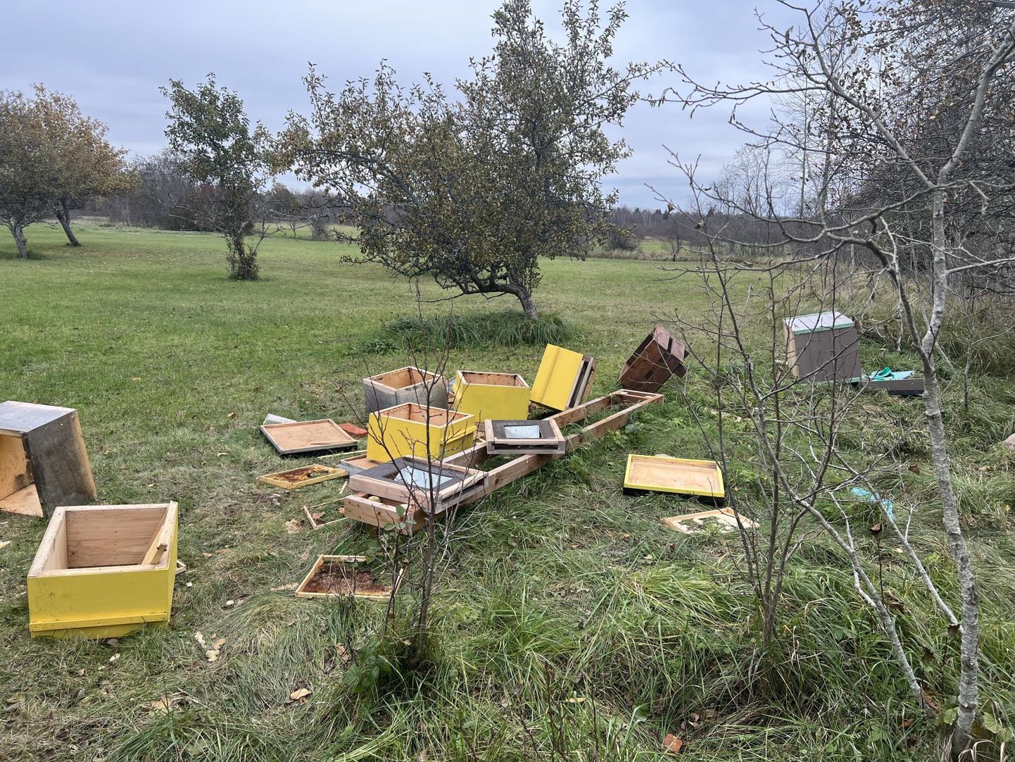 В конце октября медведи разрушили пасеку пчеловода в Паадрема.