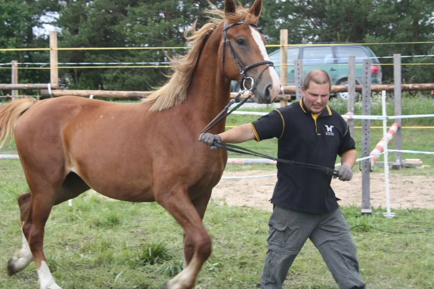 Häädemeeste vallas Kärbi talus toimunud noorhobuste piirkondlikel jõudluskatsetel esitleti 21 eri kasvatajte hobust.