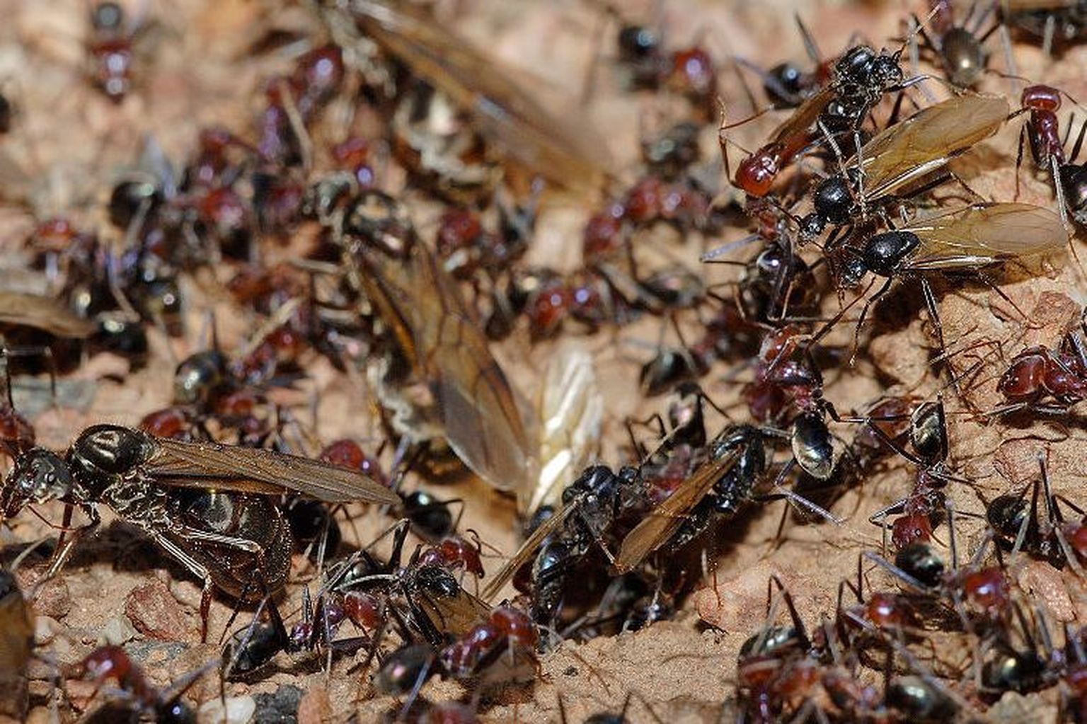 Sipelgad toovad end kogukonna eest ohvriks