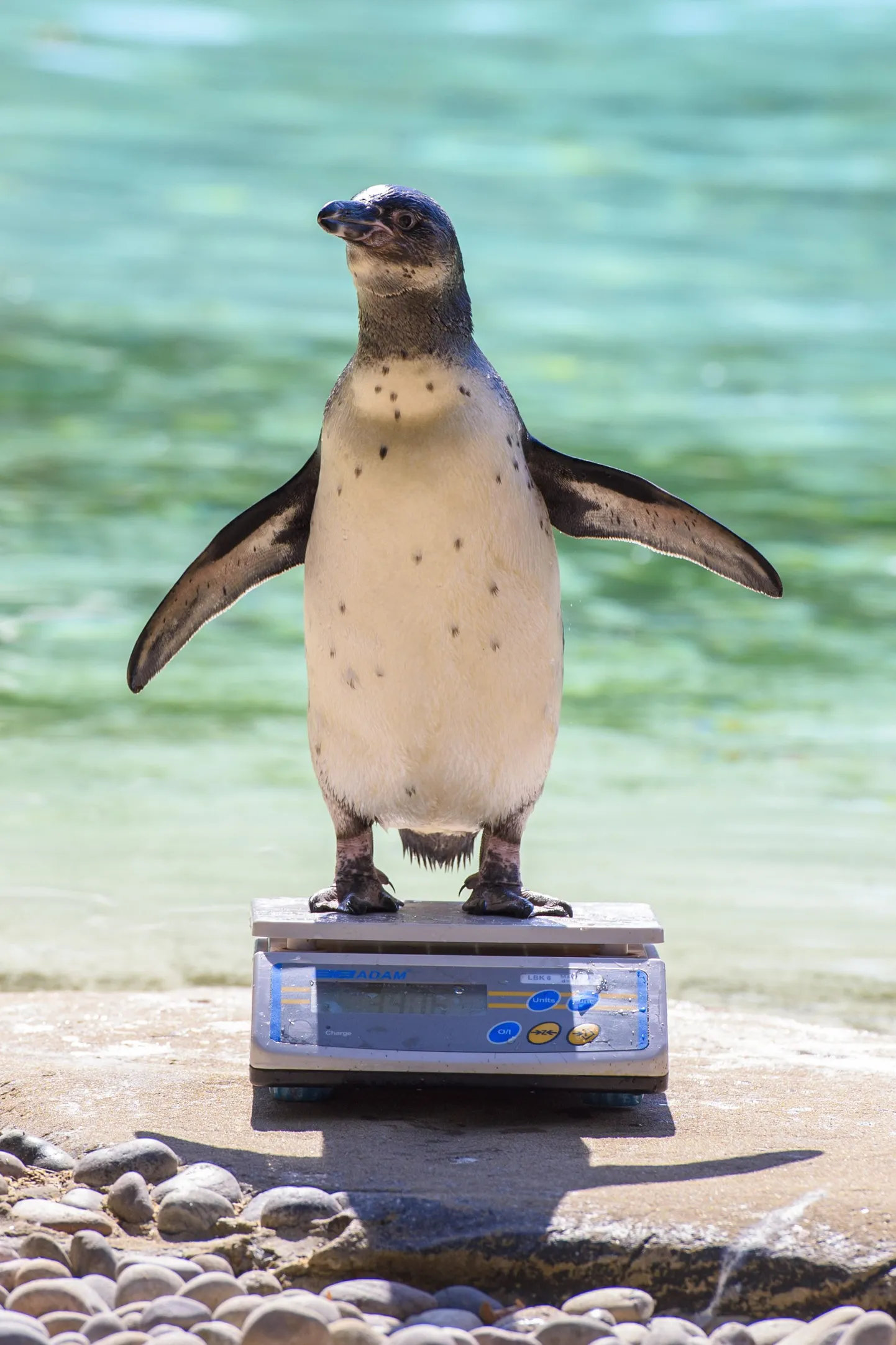 Pingviin