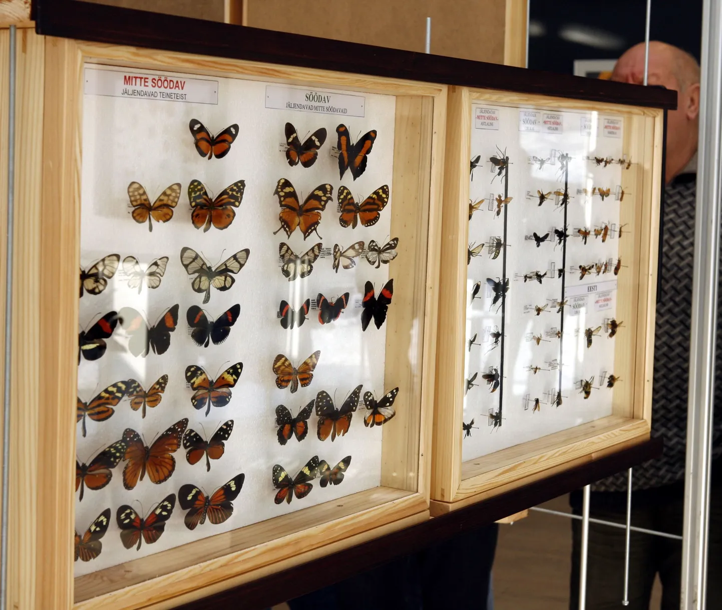 Выставка бабочек.