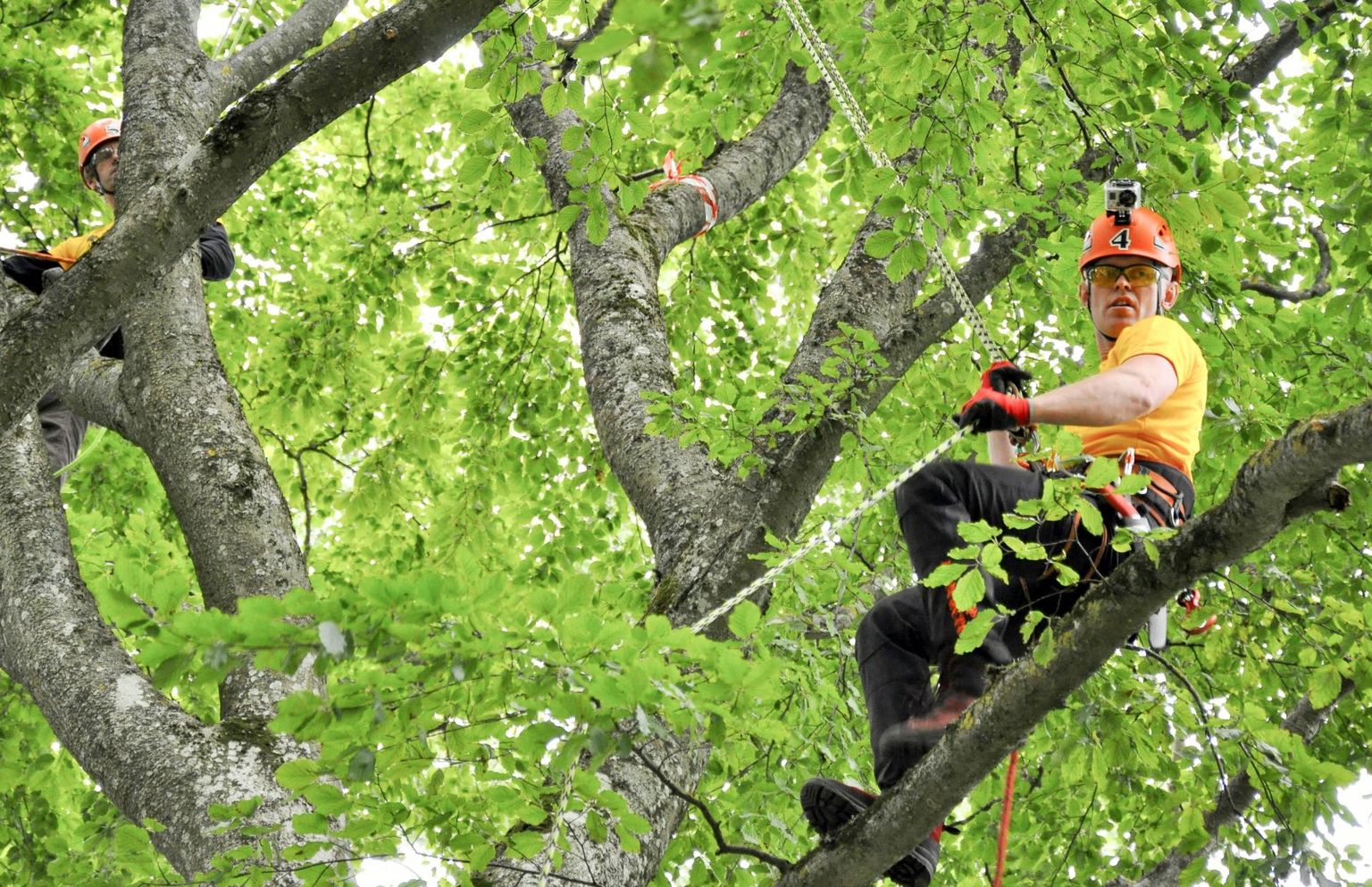 Suuremate puude hoolduslõikust teevad väljaõppinud arboristid.