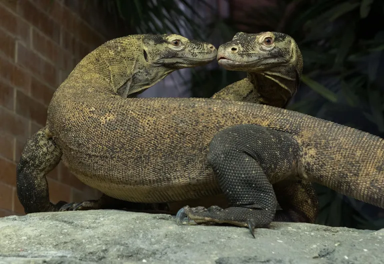 Komodo draakon. Allikas: Scanpix