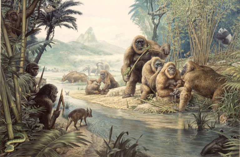 Joonistus, millel on kujutatud Gigantopithecus liigi esindajaid, kes olid suured inimahvid