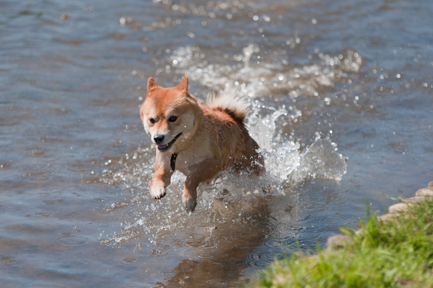 Leptospiroos ohustab muuhulgas koeri, kes ujuvad looduslikes veekogudes ning joovad järve- või jõevett.