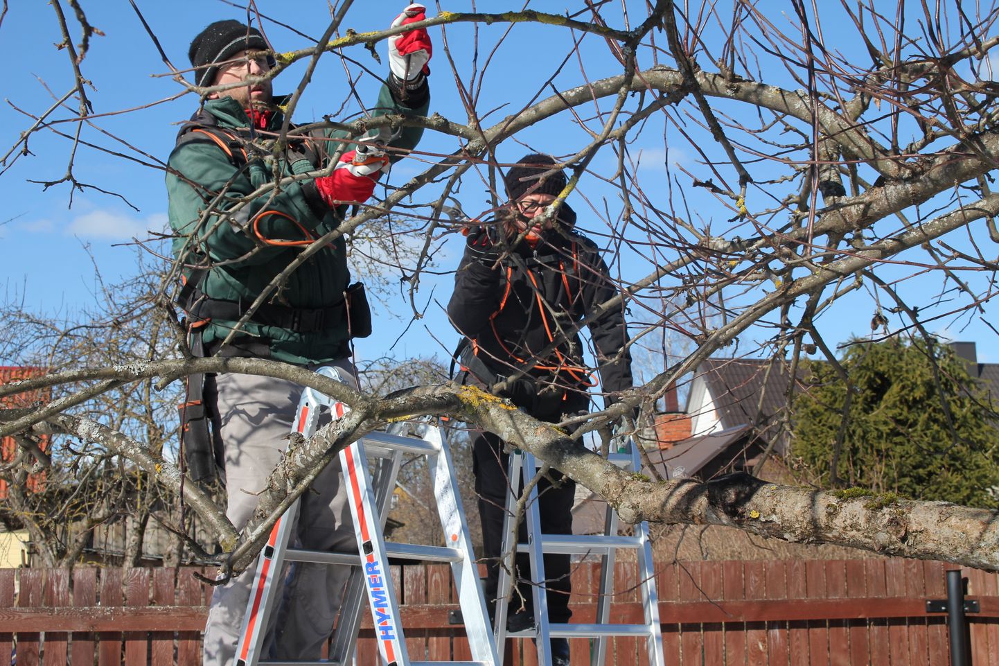 Perefirma VH Haljastus OÜ loonud Urmas
Haug ja Piret Virkepuu, seljakotid
seljas ja akutoitel oksakäärid käes, on parajasti õunapuudelt oksi eemaldamas.