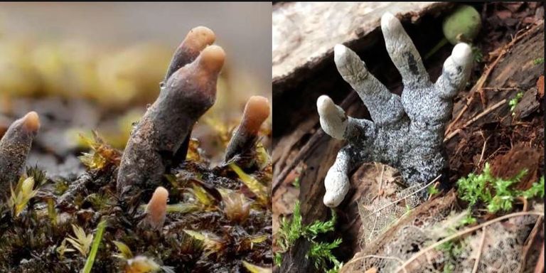 Эти чудесные грибы называются Пальцы Мертвеца