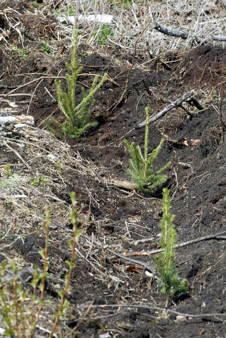 Miinuskraadide taandudes läksid riigimetsas käima tööd uue metsapõlve rajamiseks.