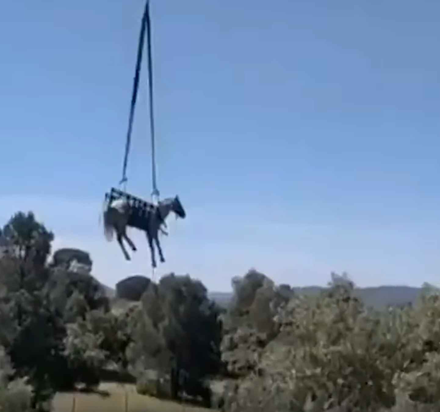 Hispaanias päästeti auku kukkunud hobune.