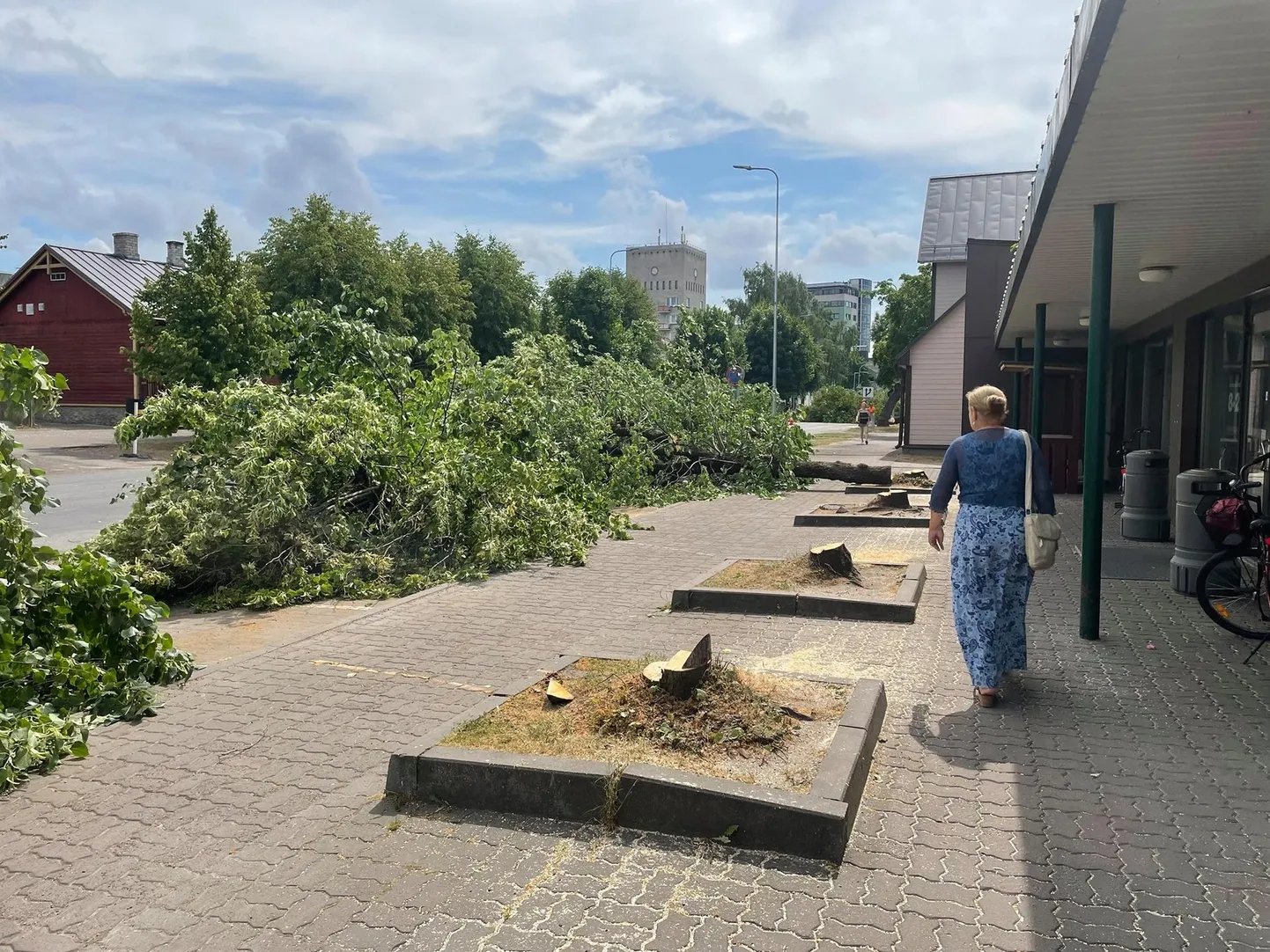 Haapsalus Posti tänaval maha võetud puud.