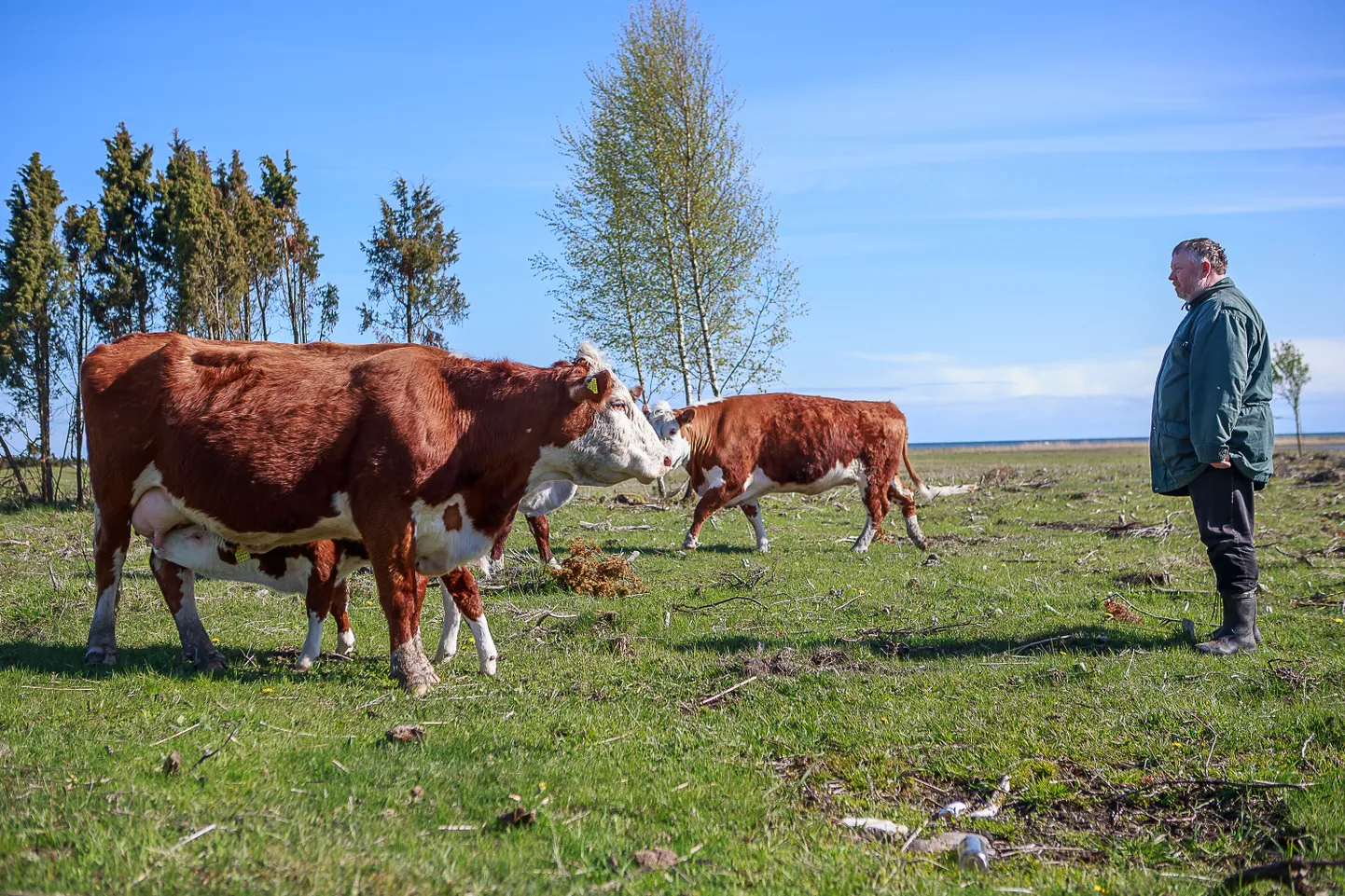 KALEV AU hinnangul on koroonaviirus eelkõige linnainimeste haigus, väikestesse veisefarmidesse pole see jõudnud.
