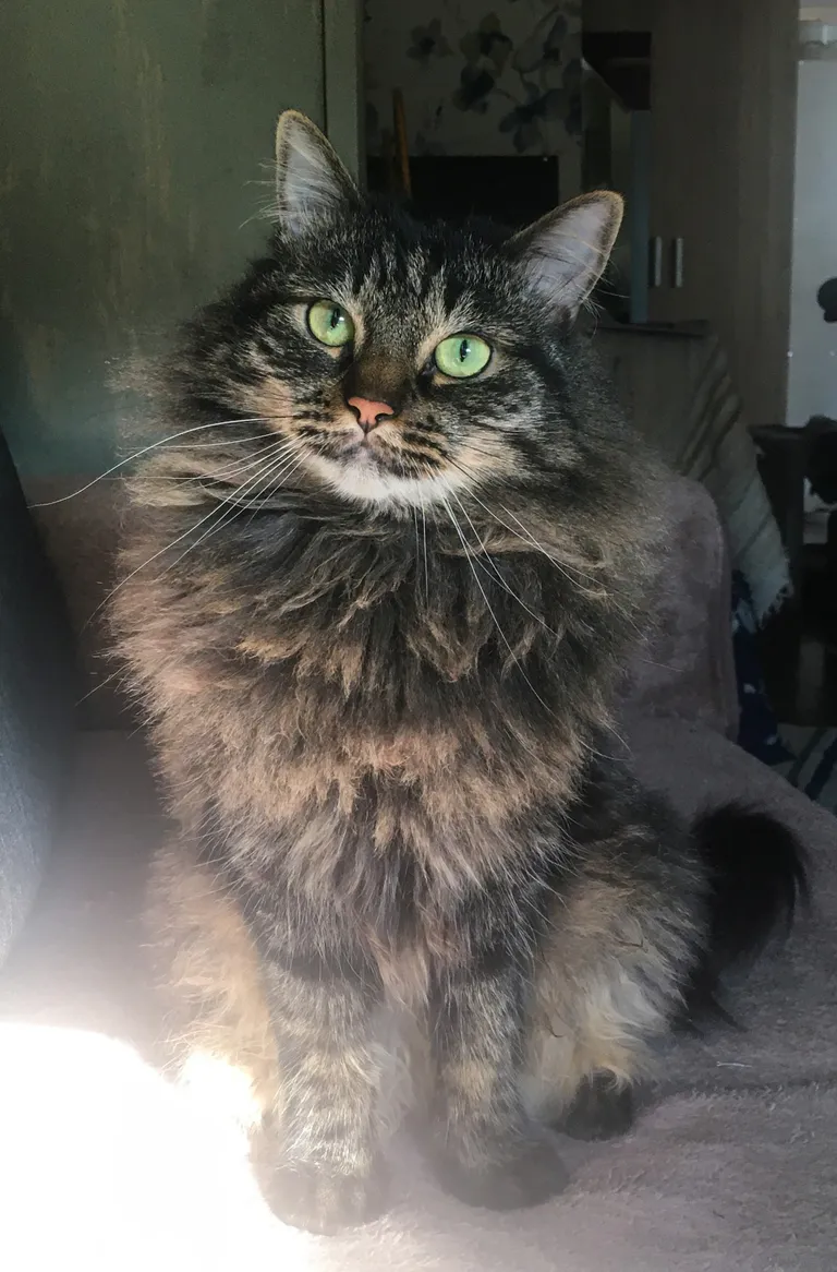 Caesar