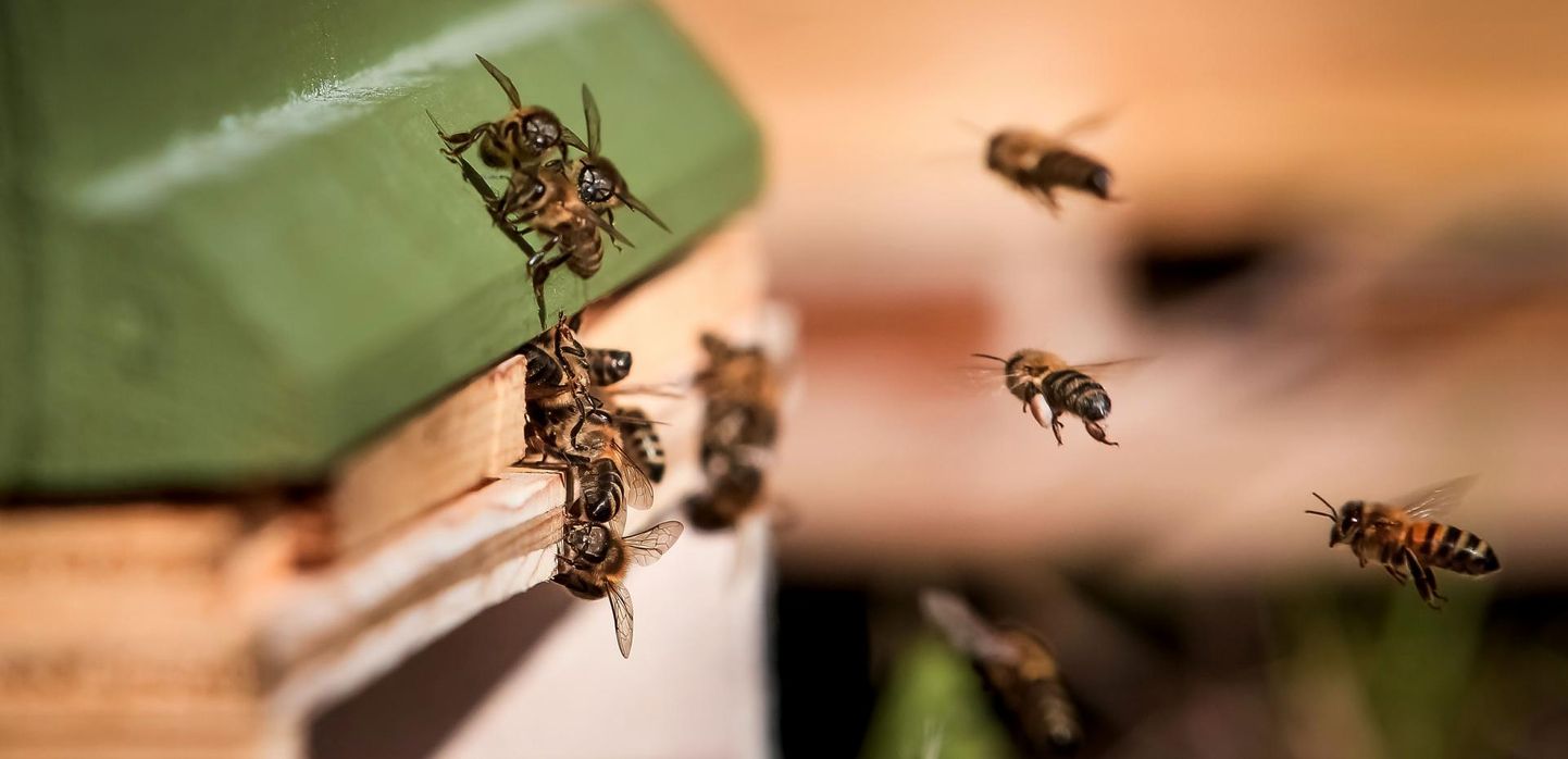 Kui mesilassülem valmistub tarust lahkuma, saadetakse välja pioneerid, kes otsivad sülemile uut kohta.