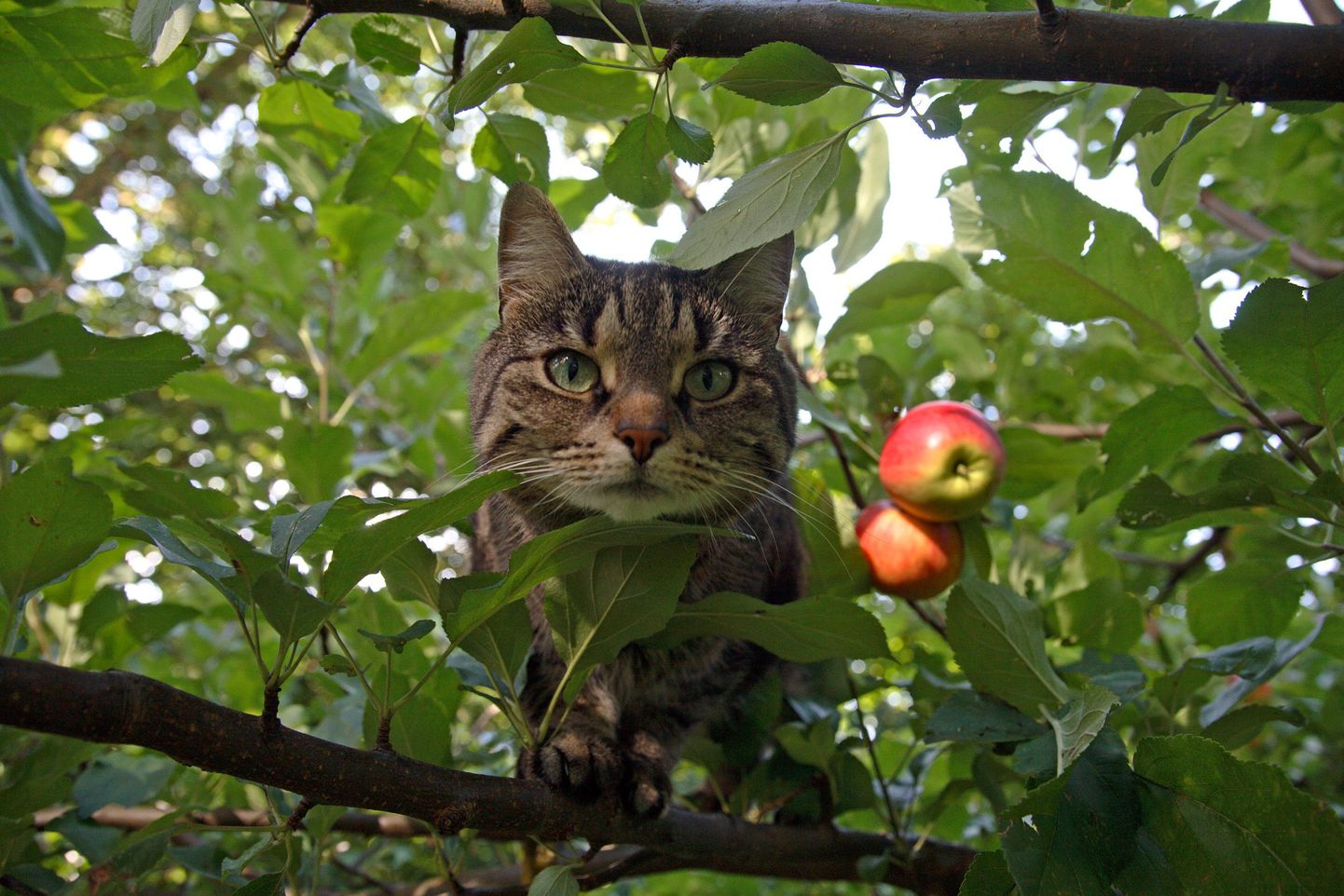 Mahlatootja Põltsamaa Felix eraisikutelt tänavu õunu ei osta.